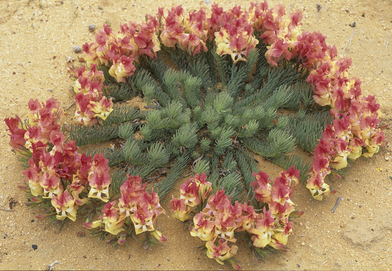 Lechenaultia macrantha