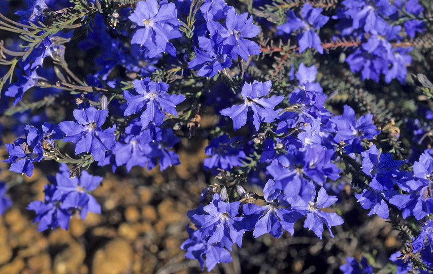 Lechenaultia biloba