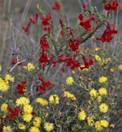 Lechenaultia formosa