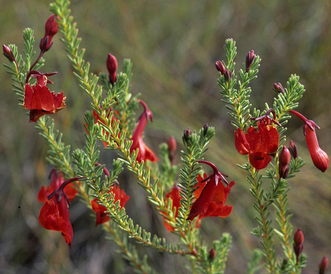 Lechenaultia formosa