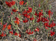 Lechenaultia formosa