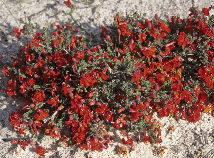 Lechenaultia formosa