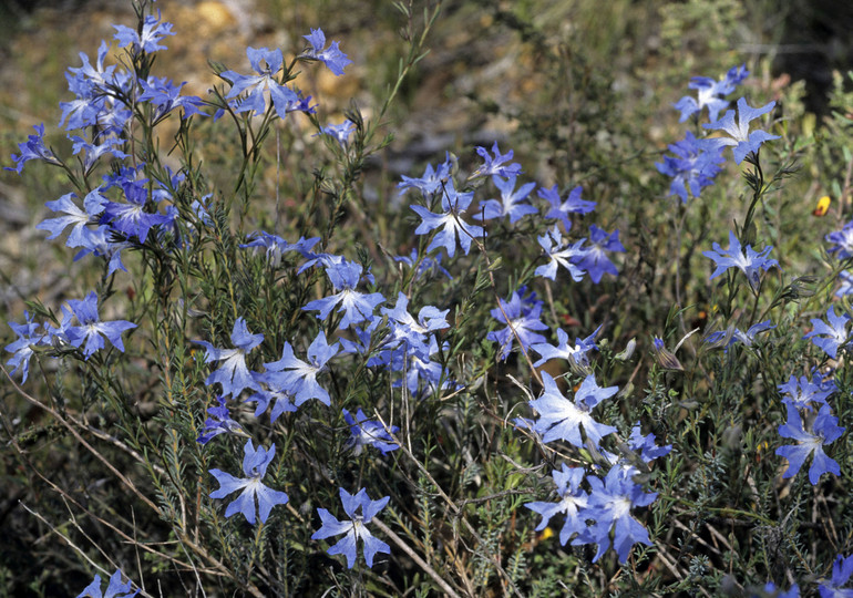 Lechenaultia biloba