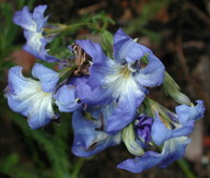 Lechenaultia biloba