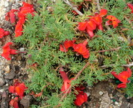 Lechenaultia formosa