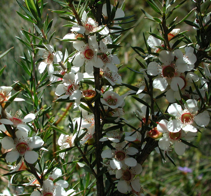 Leptospermum sp.