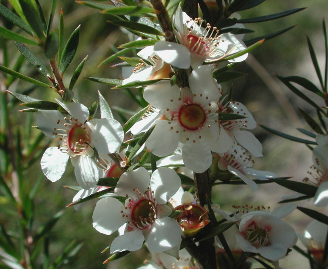 Leptospermum sp.