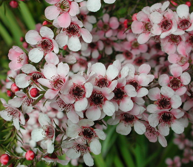 Leptospermum polygalifolium