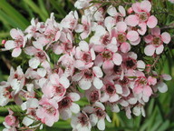 Leptospermum polygalifolium