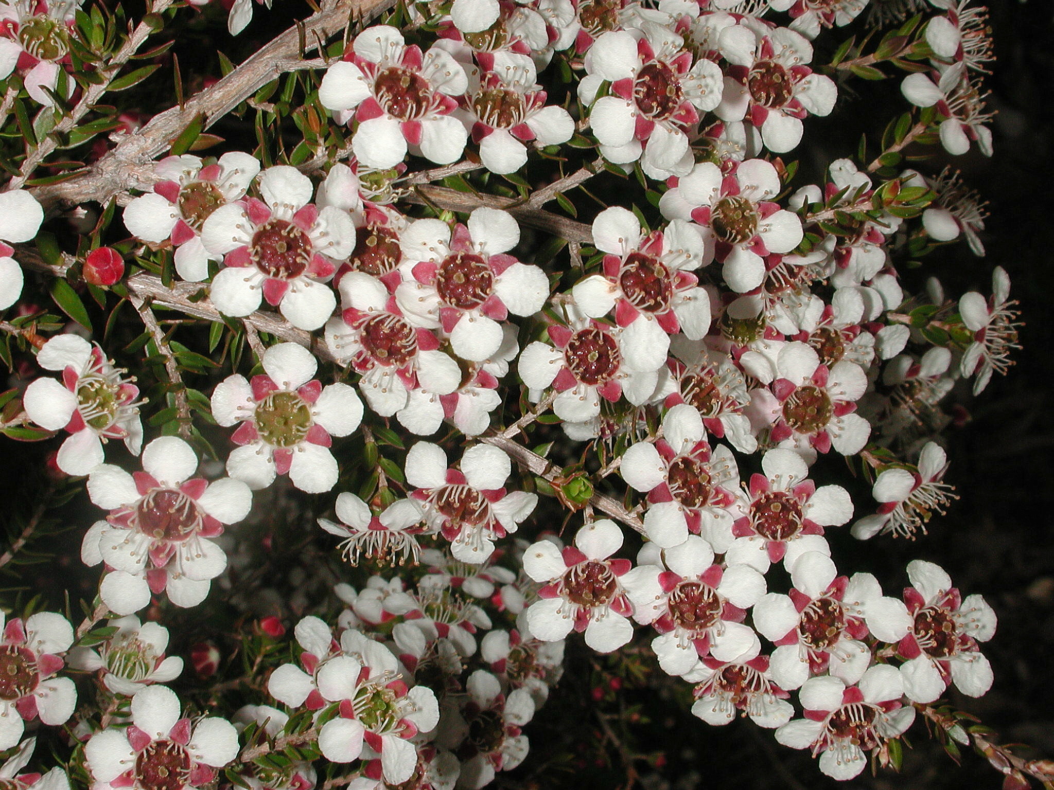 Leptospermum novae-angliae