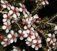 Leptospermum novae-angliae