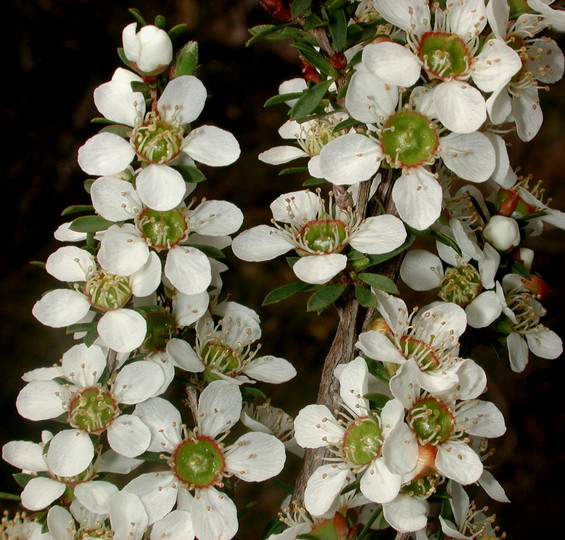 Leptospermum myrsinoides