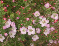 Leptospermum rotundifolium