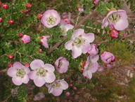 Leptospermum rotundifolium