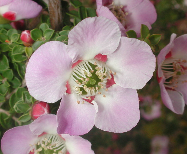 Leptospermum rotundifolium