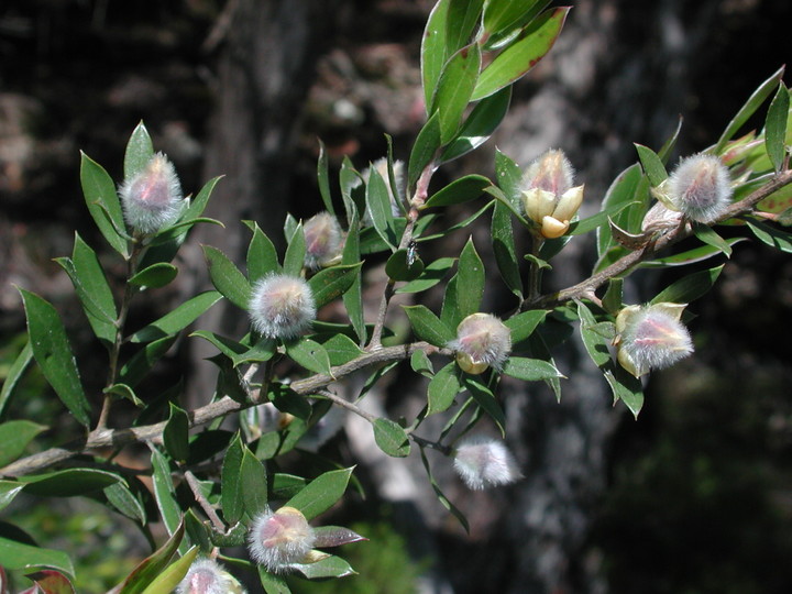 Leptospermum turbinatum