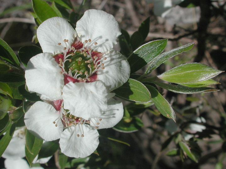 Leptospermum turbinatum