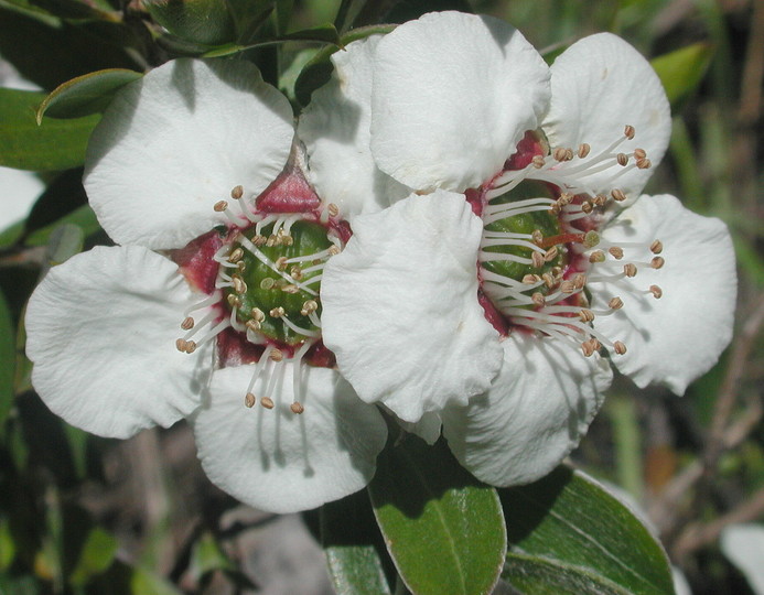 Leptospermum turbinatum