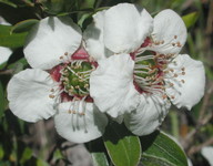 Leptospermum turbinatum