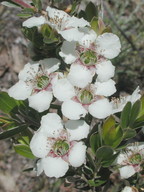 Leptospermum turbinatum