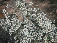 Leptospermum myrsinoides