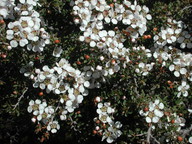 Leptospermum myrsinoides