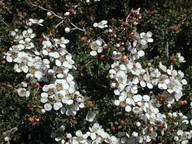 Leptospermum myrsinoides