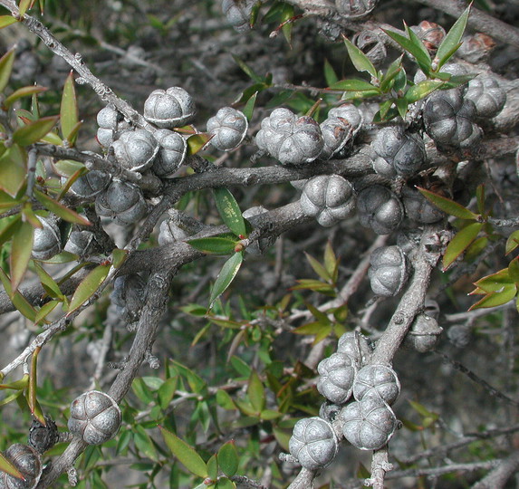 Leptospermum continentale