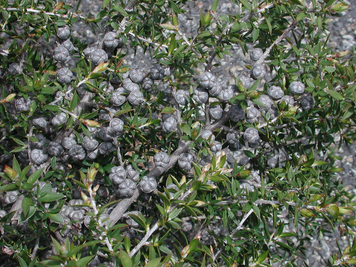 Leptospermum continentale