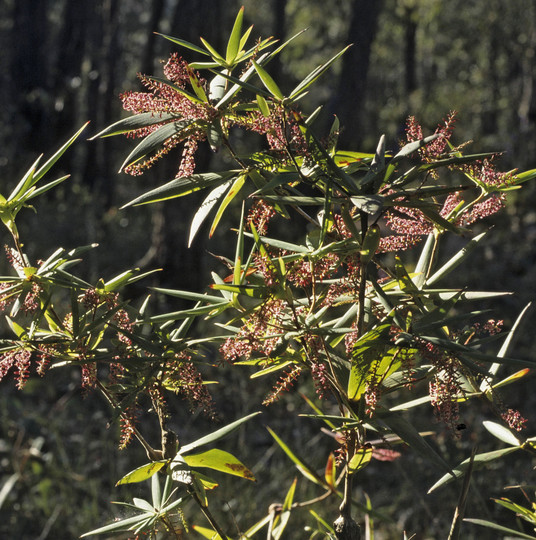 Leucopogon verticillatus