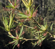 Leucopogon verticillatus