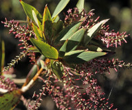 Leucopogon verticillatus