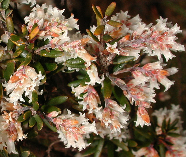 Leucopogon ericoides?