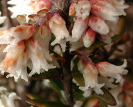 Leucopogon ericoides?