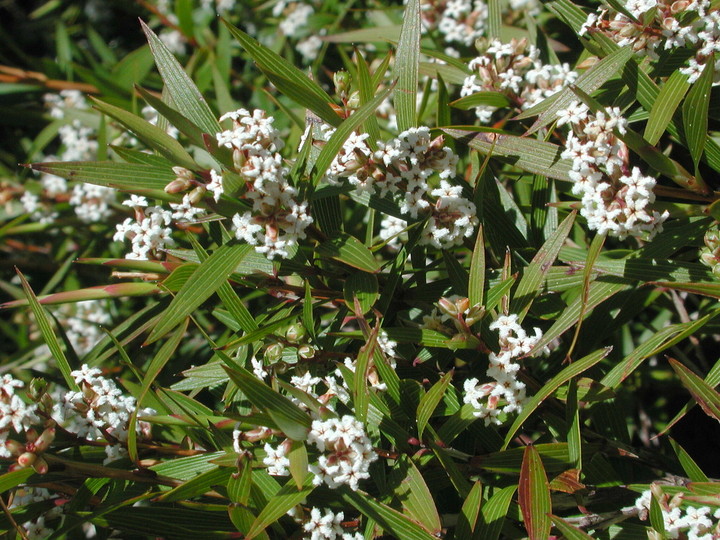 Leucopogon nervophyllus