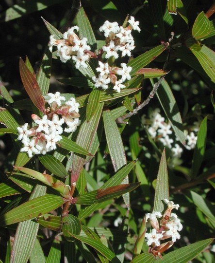 Leucopogon nervophyllus