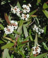 Leucopogon nervophyllus