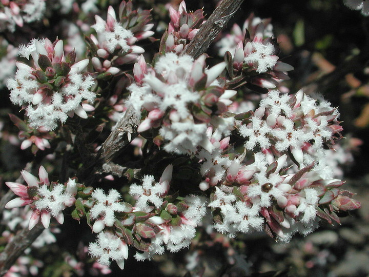 Leucopogon virgatus