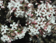 Leucopogon virgatus