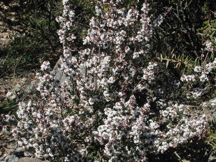 Leucopogon virgatus