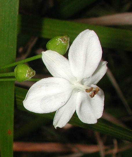 Libertia paniculata