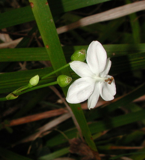 Libertia paniculata