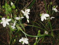 Libertia paniculata