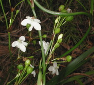 Libertia paniculata