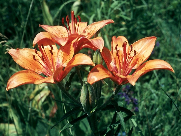 Lilium bulbiferum