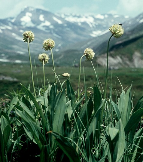 Allium victorialis