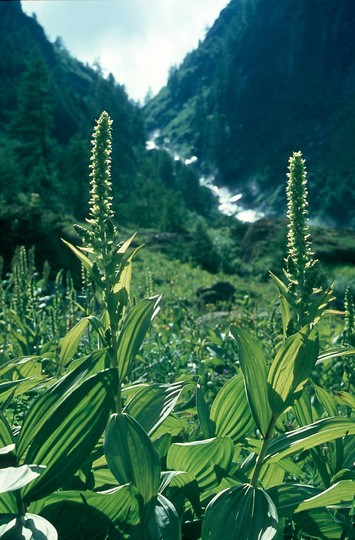 Veratrum album ssp. lobelianum