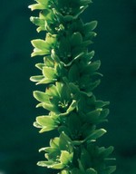 Veratrum album ssp. lobelianum