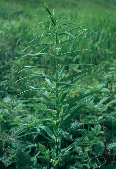 Polygonatum verticillatum