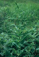 Polygonatum verticillatum